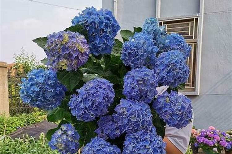 绣球花怎么施肥才能长得好