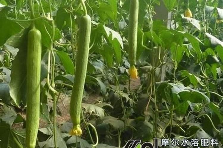 为什么丝瓜苗不长是什么原因