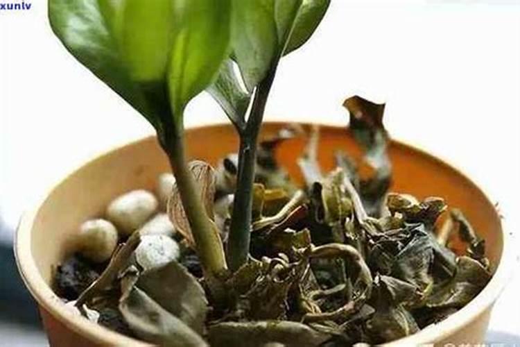 用过的茶叶可以种花吗 泡过的茶叶放花盆里做肥料养花