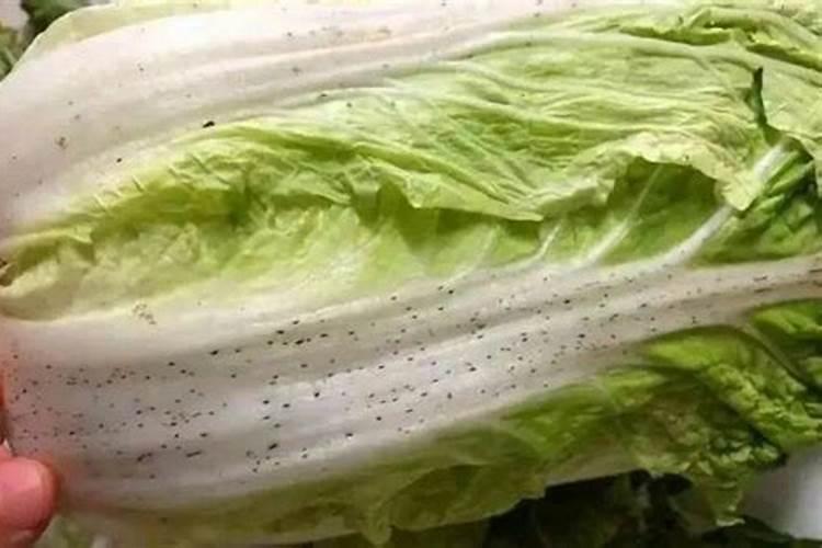 小白菜出芽后几天浇肥