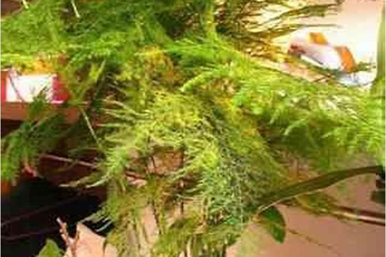 他养的文竹开了花,还结出100多个果,种土里全部发芽!