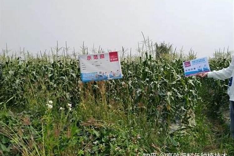 钾肥的含量高对玉米有什么影响？
