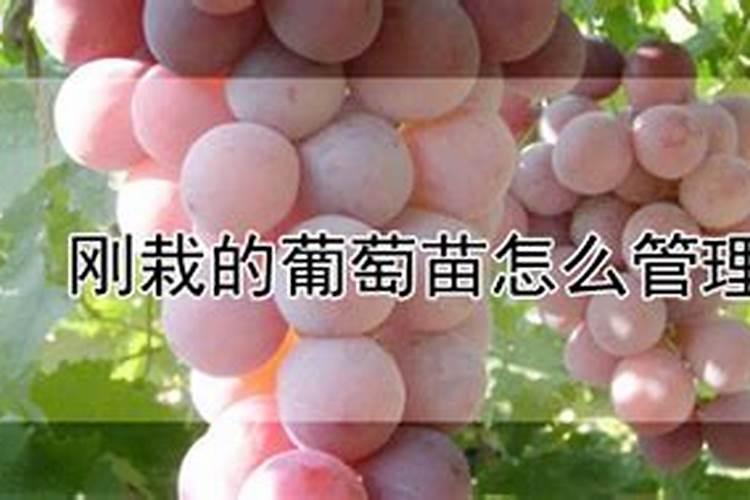 新栽葡萄树如何管理