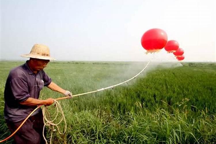 什么叶面肥对水稻最好？了解这些让水稻增产增收!