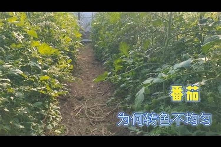 番茄花色不转色请教各专家老师？