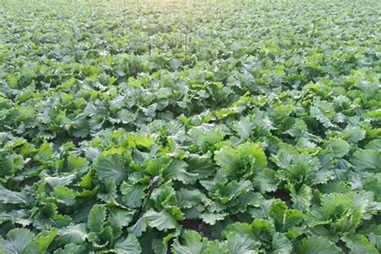 种白菜用什么底肥最好