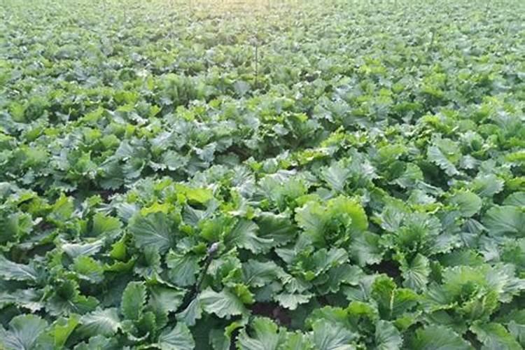 种白菜用什么底肥最好