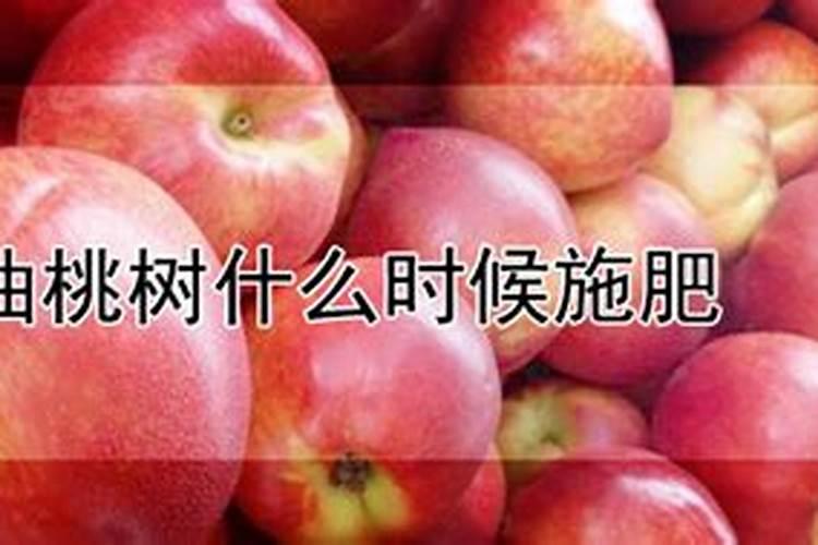 大棚油桃谢花后施肥管理 冲施肥