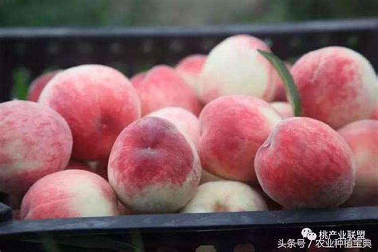桃树浇什么肥料能增产增甜？种植桃树防病增产施肥管理如何做