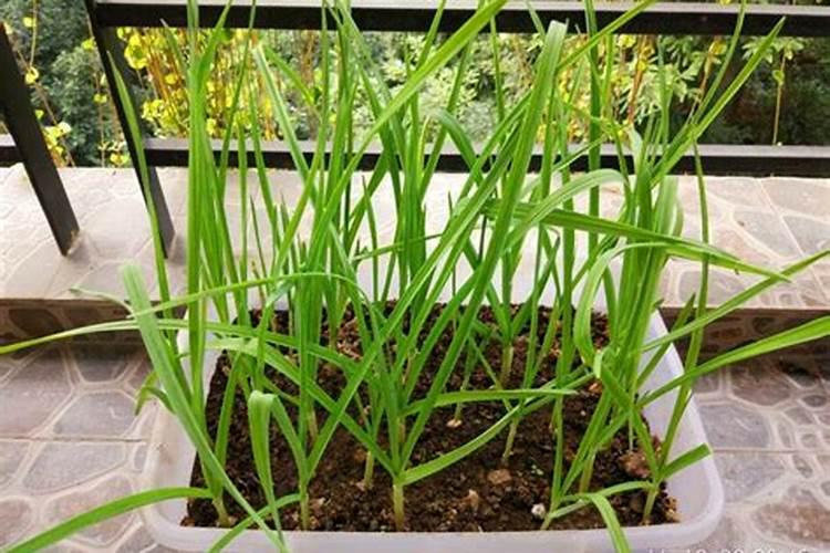 大蒜膨大期用什么肥料