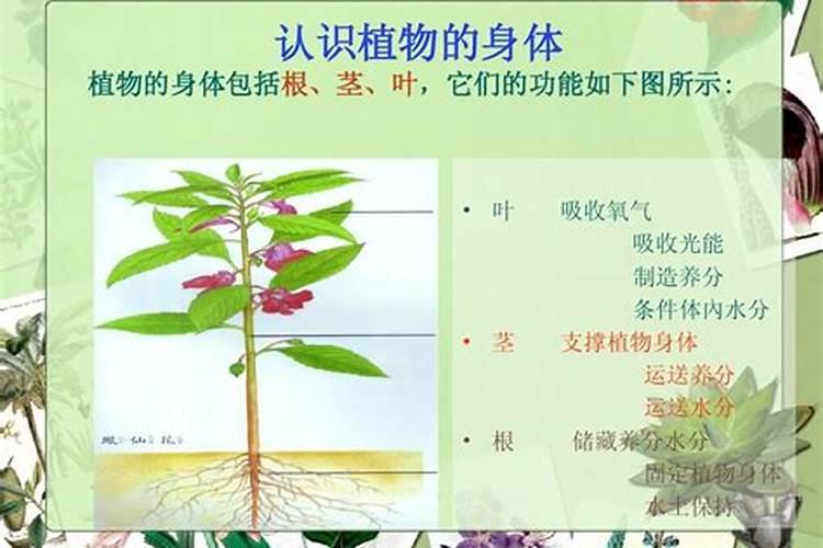 叶面肥和根部追肥有什么区别 叶面肥料可以代替根部施肥吗