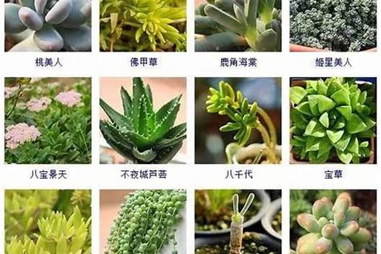 多肉施肥用什么肥料长得壮