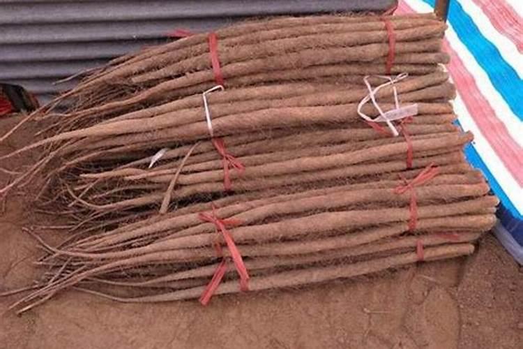 山药用什么办法增粗