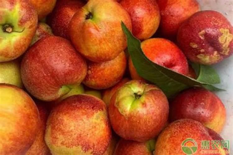 大棚油桃什么时间补钙好？