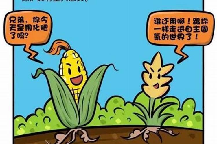 如何掌握菜豆的施肥技术？