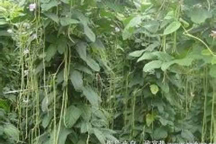 为什么豆角不能用磷酸二氢钾