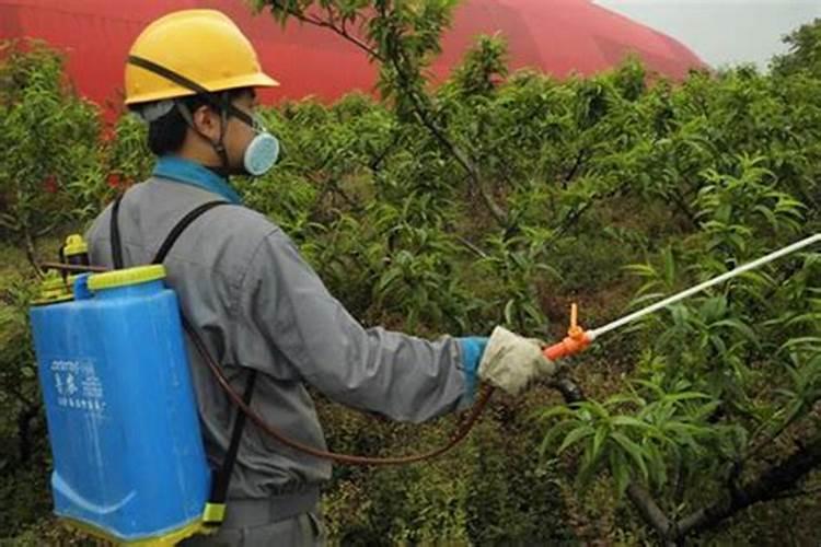 葡萄硼肥什么时候打最好？开花前？还是花期打？