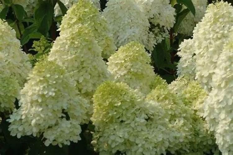 绣球花怎么施肥,绣球花施肥方法