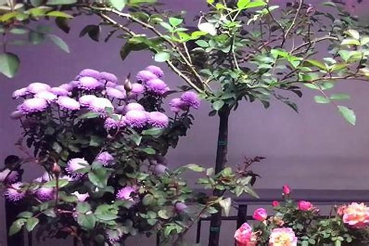 月季花多久施肥