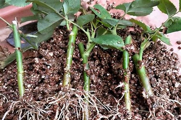 月季花多久施肥一次月季花施肥时间