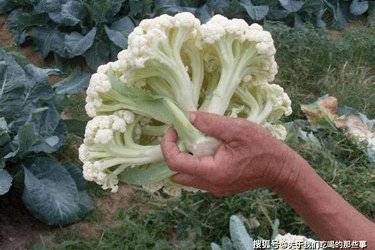 松花菜背面叶子裂了怎么办？