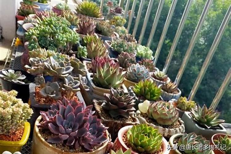 奥绿a2 适应什么植物 奥绿a2适应什么植物怎么使用
