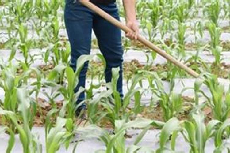 村里人笑我连花生都种不好,如何把花生种好呢？