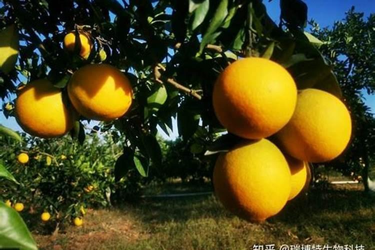 苹果套袋前用什么肥料好？需要注意几点