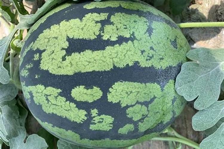 硅肥是什么肥料？硅肥有什么作用？种植农作物如何施用硅肥？