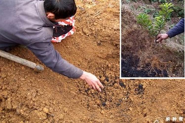 杨梅膨果期打什么叶面肥长的快？杨梅保花保果使用的肥料？