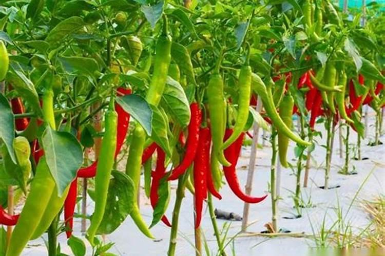 蔬菜打农药后多久根部能施肥蔬菜打农药后多久根部能施肥？