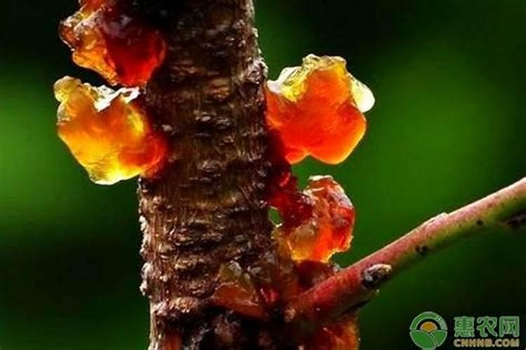 5年的桃树秋季施微生物菌肥一亩上多少？用量是不是越多越好？另外地还有...