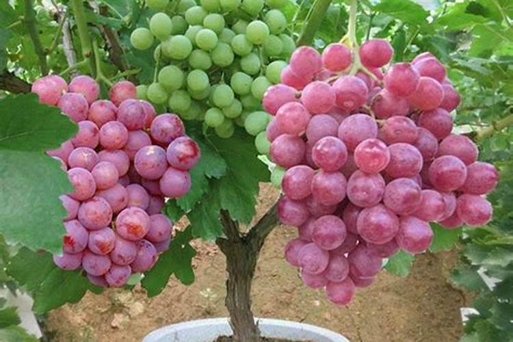 葡萄硼肥什么时候打最好？开花前？还是花期打？