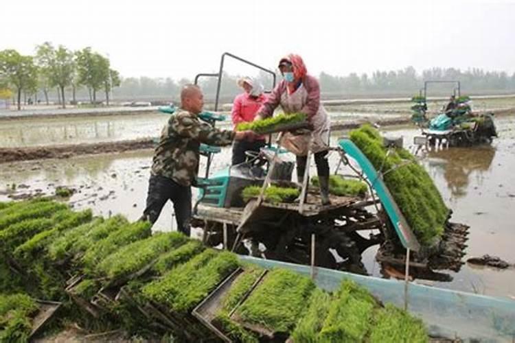 芸苔素内脂与磷酸二氢钾硼肥合用在水稻上有什么作用