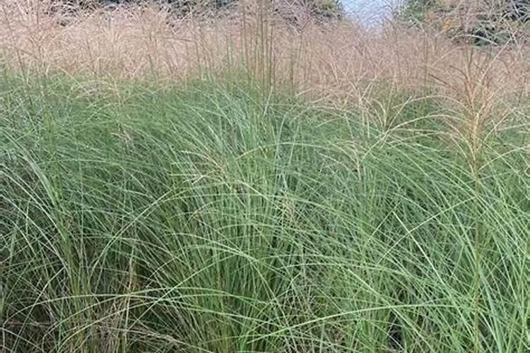 芒果花期如何保花保果？