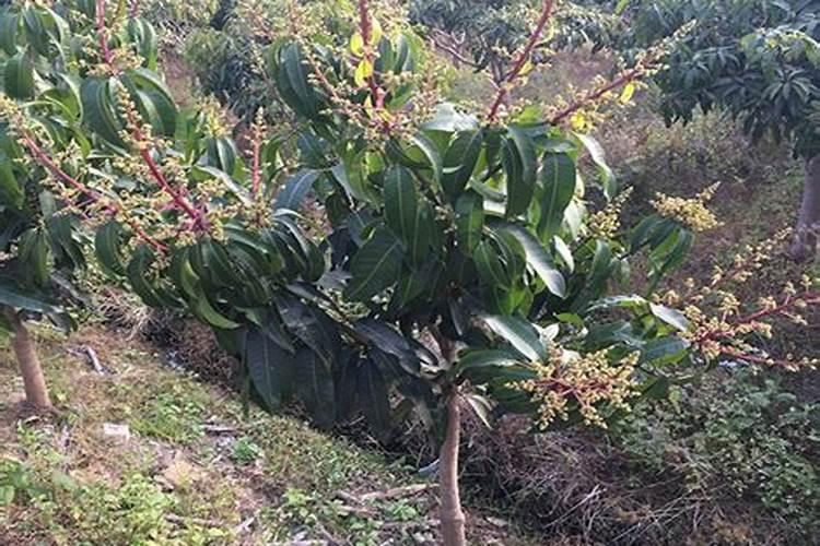 金煌芒开花前要怎样管理