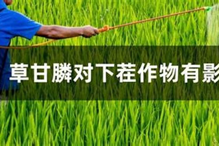 为什么西瓜地第二年不能种 西瓜地用什么封闭药