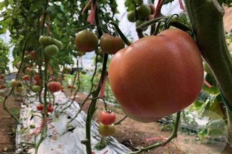 什么是氮磷钾肥 自制氮磷钾肥