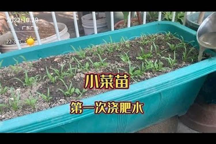 小苗为什么又细又高
