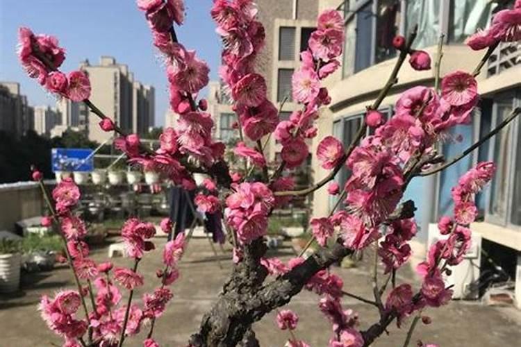 红梅花怎么养,追施薄肥防治虫害
