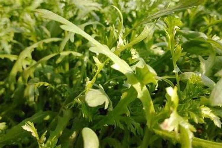 水竹施什么肥料