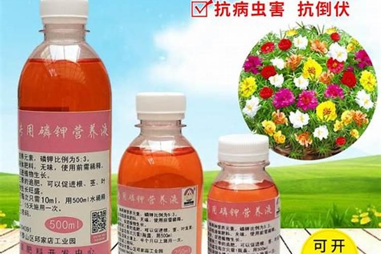 太阳花夏季如何施肥花开满枝头