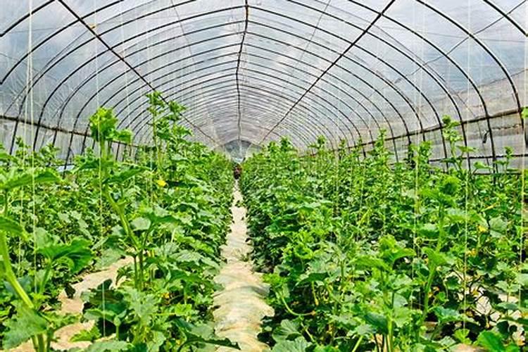 花椒叶面肥多久打好