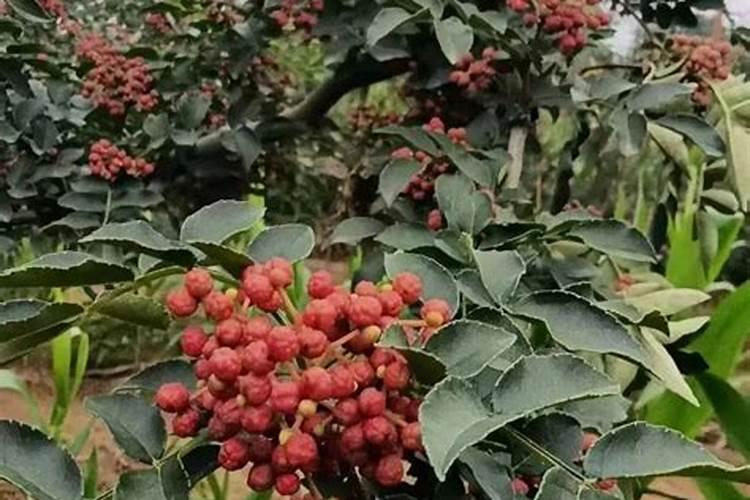 花椒叶面肥多久打好