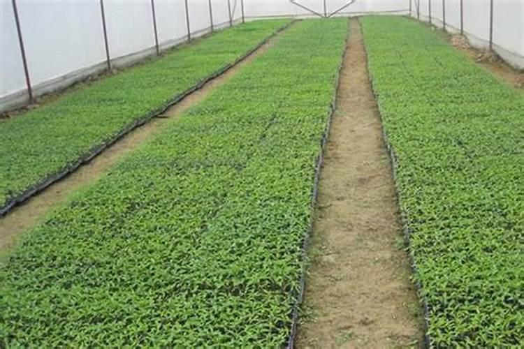 花椒叶面肥多久打好