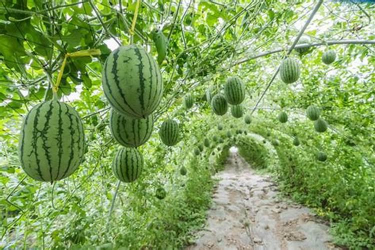 种植西瓜想要西瓜又大又甜,都有哪些施肥技巧？