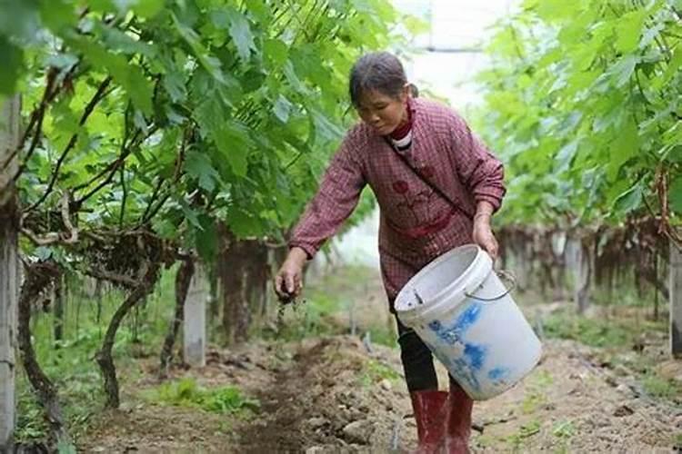 竹子上什么肥料好