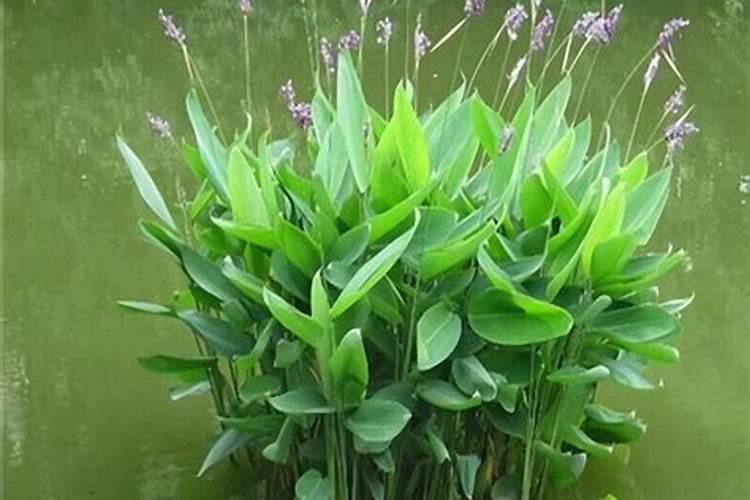 荷花需要什么肥料