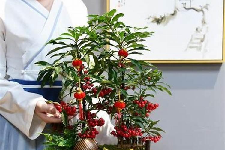 自种的红姑娘果亩产多少斤？