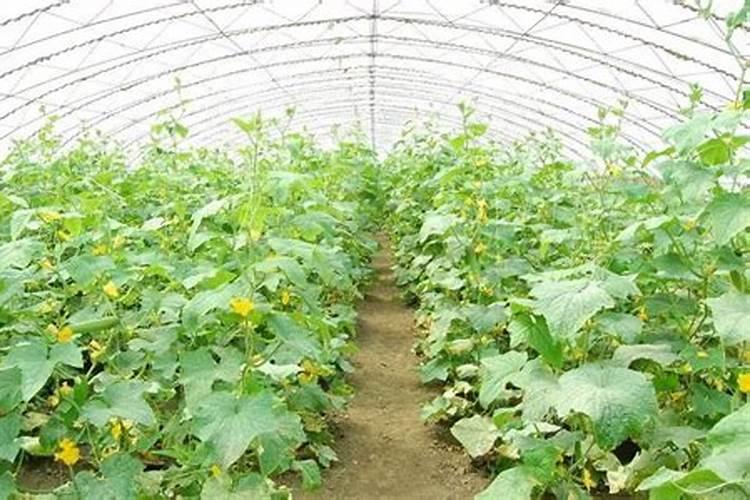 黄瓜什么时候用高钾肥料 怎么施肥提高产量